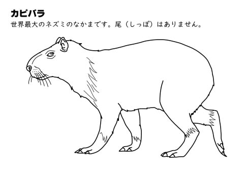 ぬりえ図鑑 動物 無料ぬりえで楽しく子供の興味をのばす 家事 育児に悩むオトン 時々オカン ブログ