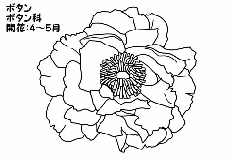 【ぬりえ図鑑】花 ～無料ぬりえで楽しく子供の興味をのばす～｜家事・育児に悩むオトン（時々オカン）ブログ