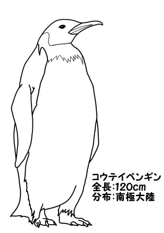 ぬりえ図鑑 鳥 無料ぬりえで楽しく子供の興味をのばす 家事 育児に悩むオトン 時々オカン ブログ